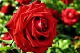 ارزش اقتصادی صادرات ۱۰۰ شاخه گل رز معادل یک بشکه نفت است