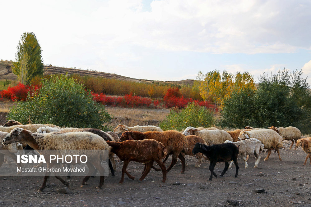 ایران زیباست؛ پاییز در شهرستان «اهر»