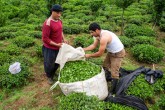 ردیف بودجه خرید تضمینی چای به قوت خود باقی است