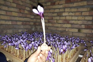 تولید زعفران در فضای مریخی!