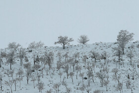 بارش برف زمستانی در همدان
