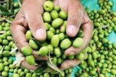 طعم تلخ زیتون بر کام محیط زیست طارم