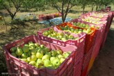 آغاز عملیات خرید سیب شب عید/۲۵ هزارتن خریداری شد