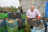 نیازی به واردات سیب و کیوی نداریم/صادرات کیوی ٢ برابر شد نیازی به واردات سیب و کیوی نداریم/صادرات کیوی ٢ برابر شد