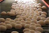 ارزانی مرغ و تخم‌مرغ با توزیع گسترده دولتی / عرضه هم‌چنان ادامه دارد
