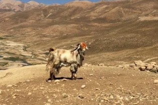 علاقه اروپایی‌ها به کرک و موی بز سمنان