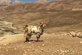 علاقه اروپایی‌ها به کرک و موی بز سمنان