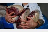 گوشت با ارز نیمایی وارد می شود؛ حقوق ورودی هم 4 درصد