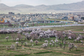 آخرین نفس‌های باغستان هزارساله قزوین در سراشیبی توسعه