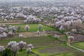 آخرین نفس‌های باغستان هزارساله قزوین در سراشیبی توسعه