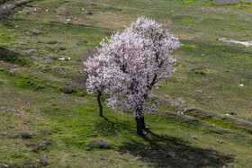 آخرین نفس‌های باغستان هزارساله قزوین در سراشیبی توسعه