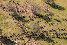 طبیعت شهرستان دهدز - خوزستان