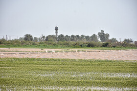 سیل در شرق و غرب رود کارون