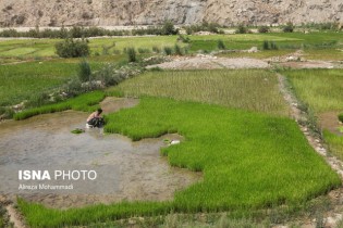 بزرگترین برنج کاران جهان کدامند؟