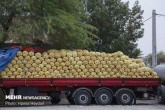 قاچاق پیاز با کامیون‌های حامل گوجه!