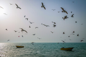 مرغ‌های دریایی که بر فراز ساحل بوشهر آن پرواز می‌کنند.