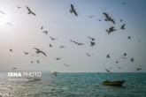 تصاویر / خلیج همیشه «فارس»  <img src="/images/picture_icon.gif" width="16" height="13" border="0" align="top">
