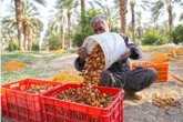 صادرات خرما از امروز ممنوع شد