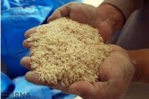 سیل برنج را گران نکرد، دلالی گران کرد
