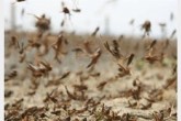 ورود موج جدید ملخ‌های صحرایی از اواخر اردیبهشت
