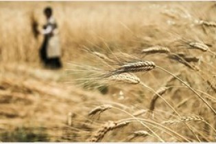 گندم ها را سریعتر به انبارها ببرید