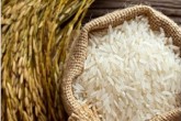ادعای کسری برنج وارداتی شیطنت است/کشت برنج داخلی شروع نشده که ادعای گرانی می کنند