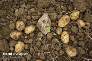 کمبود عرضه، دلیل گرانی سیب‌زمینی/یک‌ماه دیگر، قیمت‌ متعادل می‌شود