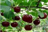 نوبرانه‌ها در بازار چند؟
