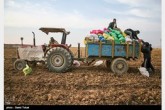 سیب‌زمینی تازه در راه بازار؛ قیمتها کاهشی می شود