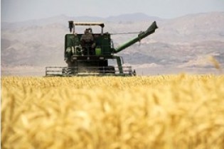 ۹۵ درصد پول گندمکاران پرداخت شد
