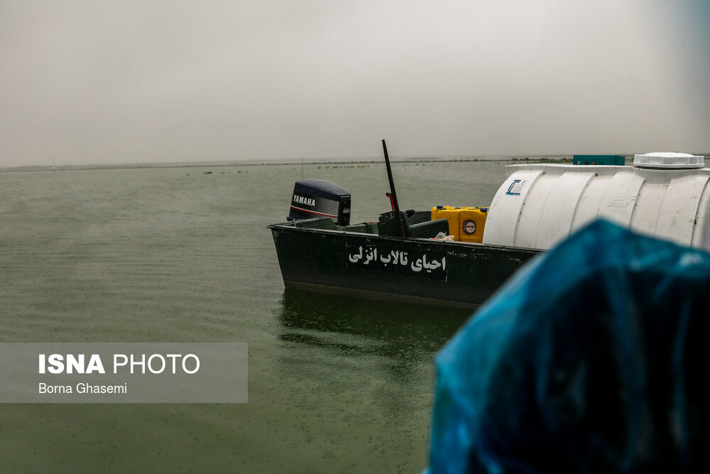 احیای تالاب انزلی به روش «بایوجیمی»