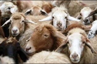 دام زنده برای عید قربان کیلویی چند؟