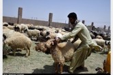 خرید و فروش دامِ بدون پلاک ممنوع است