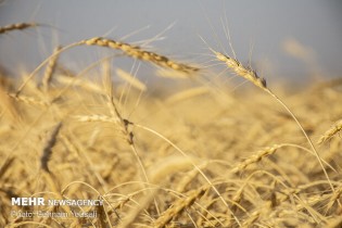 شمارش معکوس برای اتمام مهلت قانونی اعلام نرخ گندم