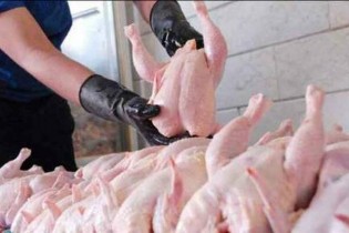قیمت گوشت مرغ کاهش می‌یابد