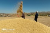 درخواست وزارت جهاد از گندمکاران/همچنان آماده تحویل گندم هستیم