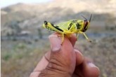 آمادگی برای مبارزه با موج جدید ملخ‌های مهاجم