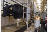 اسناد گرانفروشی شیر را داریم/ گرانفروشی در یک کارخانه لبنیات