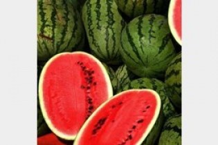 هندوانه و انار شب یلدا چند؟/گوجه فرنگی ارزان شد