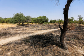 باغستان قزوین