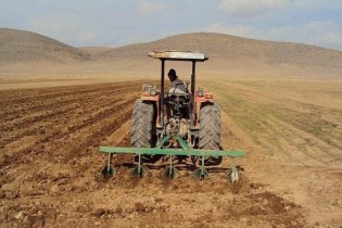 گندمکاران به روحانی نامه نوشتند/گندم وارد نکنید؛ تامین کسری با ما