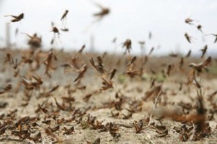 خوزستان برای مقابله با هجوم احتمالی ملخ‌ها آماده می شود