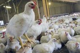 واکنش مرغداران به خبر خوراندن تریاک به مرغ‌ها