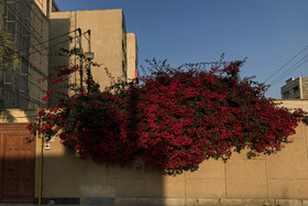 اهواز، نوروز ۹۹ - گلهای کاغذی در منطقه گلستان