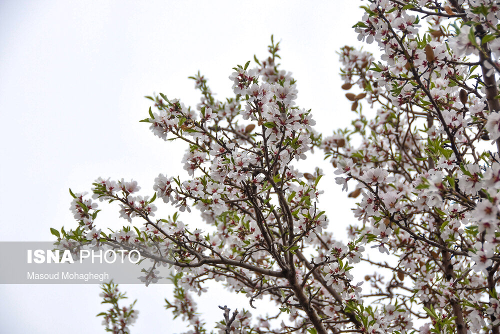 طبیعت زیبای بهاری درجزین