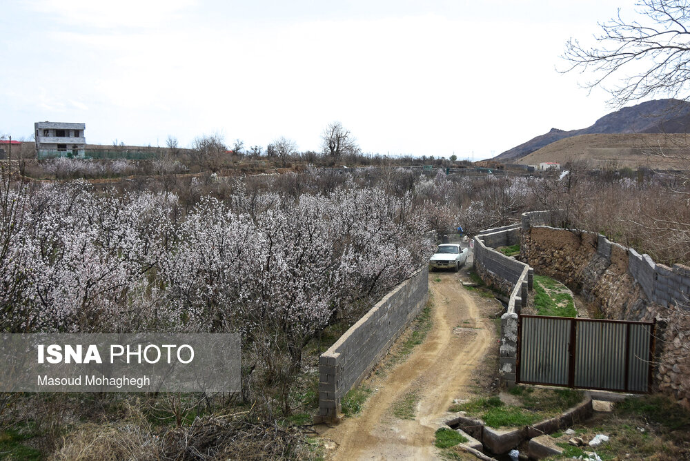 طبیعت زیبای بهاری درجزین