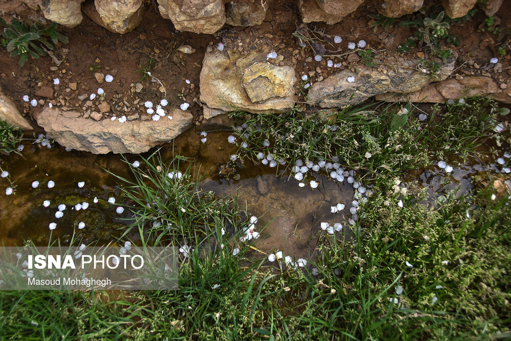 طبیعت زیبای بهاری درجزین