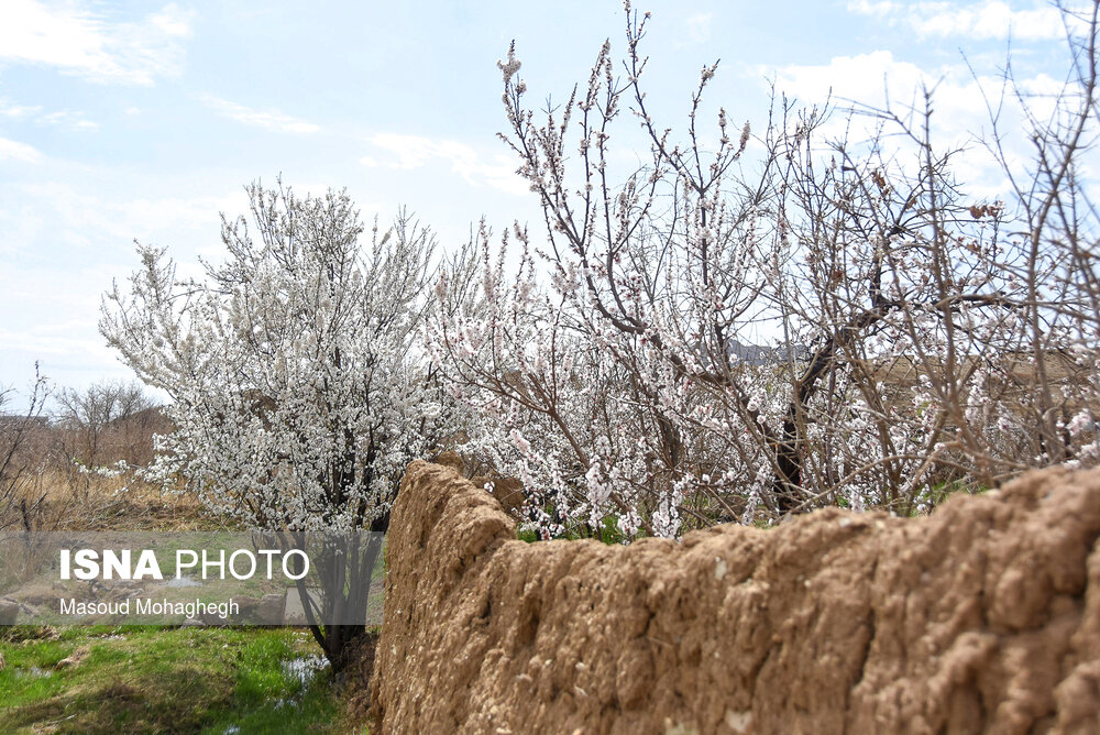 طبیعت زیبای بهاری درجزین