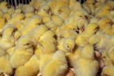 جوجه‌های یک روزه اضافی، امکان زنده ماندن ندارند