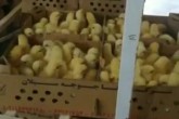 جوجه‌کُشی یا جوجه‌کشی